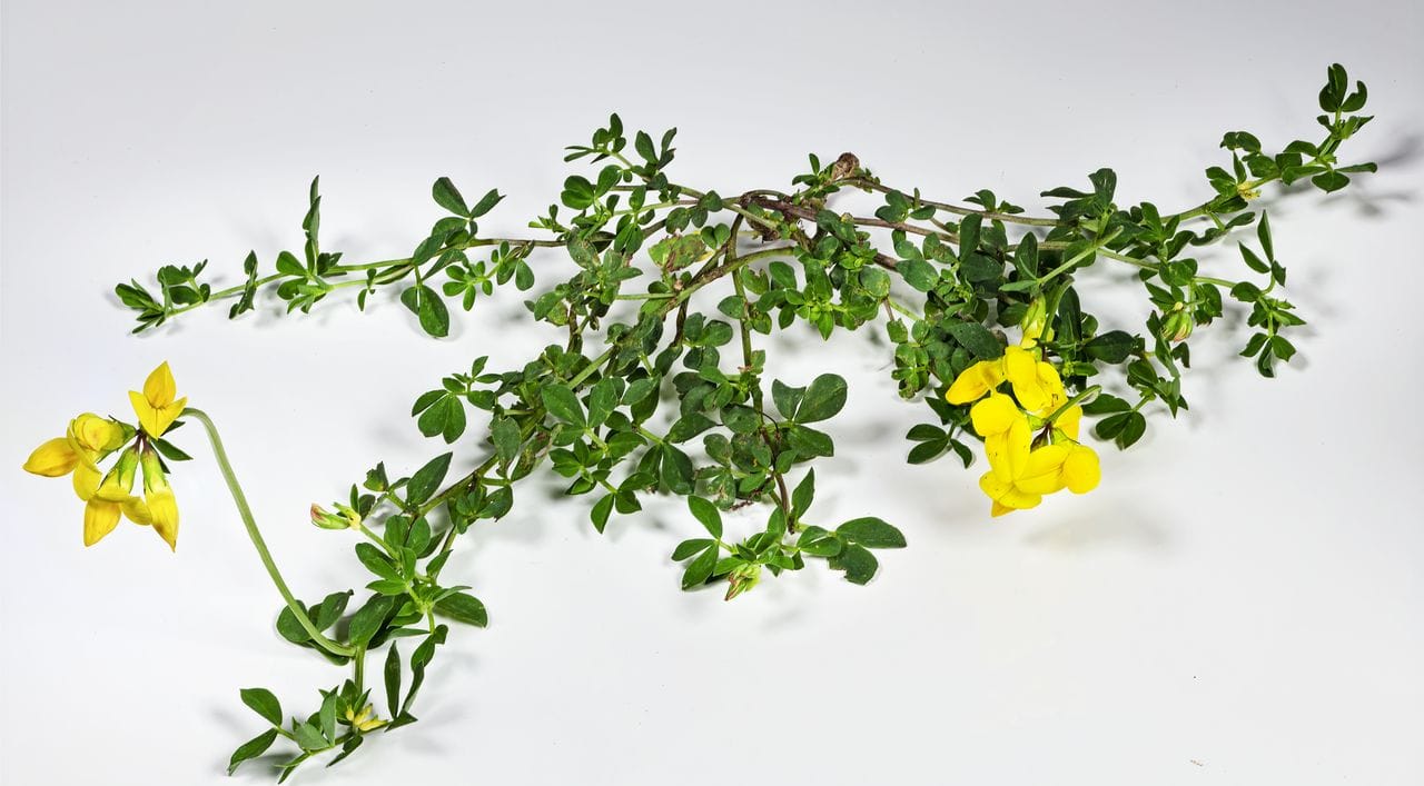 Lotus corniculatus